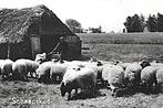 991209 Putten 1966 Gld Gelopen met postzegel, Ophalen of Verzenden, Gelopen, Gelderland