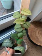 Raphidophora hongkongensis veel variegata stekjes, Ophalen of Verzenden, Overige soorten, Minder dan 100 cm