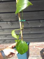 Epipremnum aureum / drakenklimop plant, Huis en Inrichting, Kamerplanten, Ophalen, Overige soorten, Minder dan 100 cm