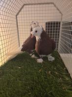 Takla duiven, Dieren en Toebehoren, Meerdere dieren, Postduif