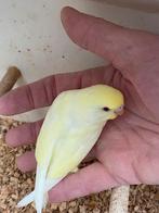 Jonge grasparkiet, Dieren en Toebehoren, Vogels | Parkieten en Papegaaien, Meerdere dieren, Parkiet