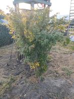 Japanse esdoorn (groen/rood), Ophalen, Bloeit niet, Halfschaduw, Overige soorten