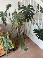 Gratis Monstera, Ophalen, Halfschaduw, Minder dan 100 cm