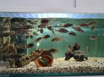 Nimbochromis Fuscotaeniatus Malawi Cichliden, Dieren en Toebehoren, Vissen | Aquariumvissen, Zoetwatervis, Vis
