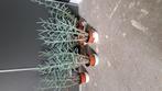 Senecio 'mount everest', Ophalen of Verzenden, Overige soorten, Minder dan 100 cm