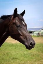 Stermerrie Zonik x Ferro x Purioso, Dieren en Toebehoren, Paarden, Merrie, Gechipt, Zadelmak, 7 tot 10 jaar