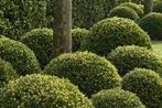 Buxusbollen , pyramides, Buxus tuin aanleggen, Buxuswolken, Tuin en Terras, Ophalen of Verzenden