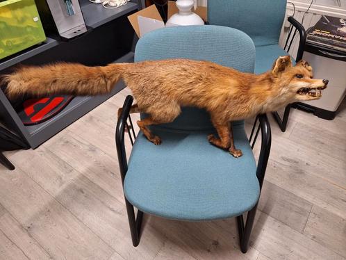 Een opgezette Vos, Verzamelen, Dierenverzamelingen, Gebruikt, Opgezet dier, Wild dier, Ophalen of Verzenden
