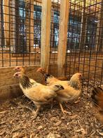Leuk, nieuwschierig | Plymouth rock kriel kippen | Passend a, Dieren en Toebehoren, Pluimvee, Vrouwelijk, Kip