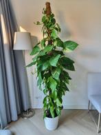 Goed verzorgde plant Epipremnum aureum (Drakenklimop), Huis en Inrichting, Kamerplanten, Ophalen, Overige soorten, Minder dan 100 cm