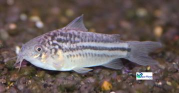 Corydoras elegans beschikbaar voor biedingen