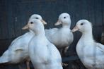 8 jonge kwakertjes te koop, Dieren en Toebehoren, Meerdere dieren, Eend