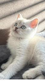 Britse korthaar kitten, Dieren en Toebehoren, Katten en Kittens | Raskatten | Korthaar, Kater, Ontwormd, 0 tot 2 jaar