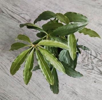 Anthurium Polyschistum 'Tweed', 3 plantjes beschikbaar voor biedingen