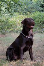 Staat ter dekking mooie bruine labrador met stamboom, 3 tot 5 jaar, CDV (hondenziekte), Reu, Nederland