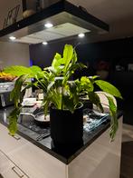 Gratis plant, Huis en Inrichting, Kamerplanten, Ophalen, Halfschaduw, Minder dan 100 cm
