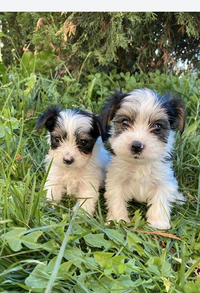 Yorkshire terrier pup pups biewer, Dieren en Toebehoren, Honden | Jack Russells en Terriërs, Reu, Yorkshire Terriër, Particulier