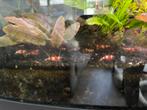 Crystal red garnalen, Dieren en Toebehoren, Vissen | Aquariumvissen, Kreeft, Krab of Garnaal