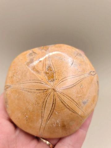 Sand dollar - Zee-egelfossiel – 107 gram – uit Madagaskar beschikbaar voor biedingen