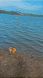 Raszuivere mini pomeriaan pup, Dieren en Toebehoren, Honden | Chihuahua's en Gezelschapshonden, Rabiës (hondsdolheid), 15 weken tot 1 jaar