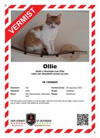 Ollie is vermist in Eindhoven noord ( Achtse Barrier ), Dieren en Toebehoren, Vermiste en Gevonden Dieren, Kat