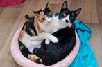 Katten verzorging, huisdieren oppas, vakantie oppas, Ophalen of Verzenden