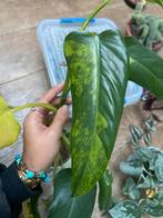 Philodendrom domesticum variegata kopstek, Huis en Inrichting, Kamerplanten, Ophalen of Verzenden, Halfschaduw, Minder dan 100 cm