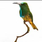 Blauwbaard Bijeneter - Opgezette,  schedel, Ophalen of Verzenden