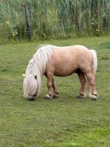 Staat ter dekking mooie mini palomino dekhengst beschikbaar voor biedingen