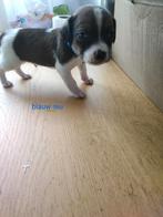 Kooiker x jackrussel pups, Dieren en Toebehoren, Overige rassen, 8 tot 15 weken, Meerdere, Meerdere dieren