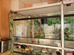 Terrarium, Dieren en Toebehoren, Reptielen en Amfibieën | Toebehoren, Ophalen, Zo goed als nieuw, Terrarium of Paludarium