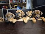 Nestje doberman/boerboel, Dieren en Toebehoren, Honden | Niet-rashonden, Rabiës (hondsdolheid), 8 tot 15 weken, Groot, Meerdere