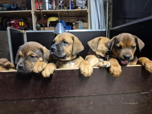 Nestje doberman/boerboel, Dieren en Toebehoren, Honden | Niet-rashonden, Groot, Meerdere dieren, Particulier, Meerdere, Nederland
