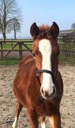 Zeer mooie Freiberger enter hengst!!, Dieren en Toebehoren, Paarden, Hengst, Niet van toepassing, Met stamboom, 0 tot 2 jaar