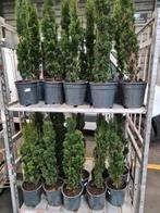 ZUILTAXUS/Taxus baccata 'Fastigiata'

 12,50!!!, Bloeit niet, Halfschaduw, Minder dan 100 cm, Overige soorten