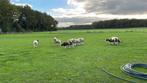 Jacobschapen, Dieren en Toebehoren, Meerdere dieren, Schaap
