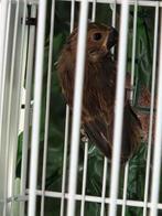 Twatwa Jongman 100% Sipa, Dieren en Toebehoren, Vogels | Overige Vogels, Mannelijk, Tropenvogel, Geringd