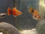 Platy's, Dieren en Toebehoren, Vissen | Aquariumvissen, Vis, Zoetwatervis, Schoolvis