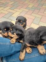 mooie grove  rottweilerpups herhalingsnest geboren 2-11- 25, Dieren en Toebehoren, Rabiës (hondsdolheid), 8 tot 15 weken, Meerdere