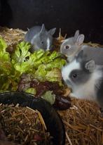 3 jonge dwerg teddy's