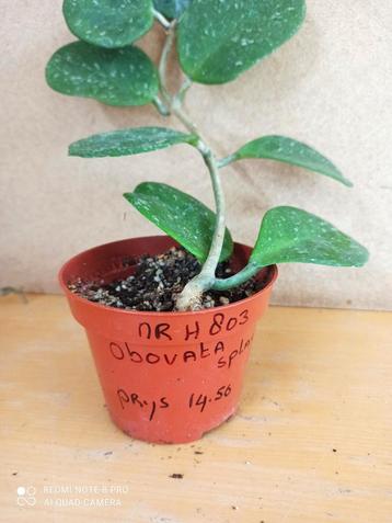 Hoya Obovata potmaat 10 nummer H803 beschikbaar voor biedingen