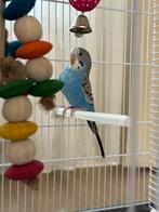 Parkiet te koop € 60 ,-, Dieren en Toebehoren, Geslacht onbekend, Parkiet