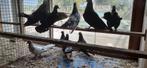 Oosterse rollers koop /ruil vervoer bespreekbaar, Meerdere dieren, Overige soorten