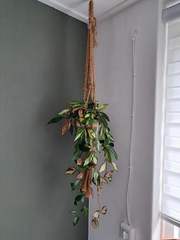 Mooie hangplanten in pot beschikbaar voor biedingen