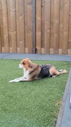 Wie wil regelmatig onze hond uitlaten, Dieren en Toebehoren, Juli, Mannelijk