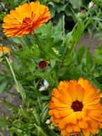 zaden van de Goudsbloem of Calendula oranje, Ophalen of Verzenden, Voorjaar, Volle zon, Zaad