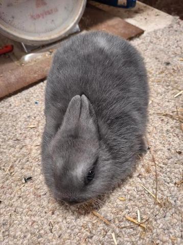 Kleurdwerg blauwgrijs jonge voedster beschikbaar voor biedingen