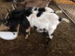 Te Koop gevraagd, Dieren en Toebehoren, Schapen, Geiten en Varkens, Mannelijk, Geit