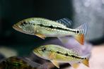 Cichla Fogo arowana potamotrygon roofvis aquarium vis, Dieren en Toebehoren, Vissen | Aquariumvissen, Vis