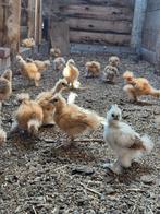 USA zijdehoen kuikens, Dieren en Toebehoren, Pluimvee, Geslacht onbekend, Kip